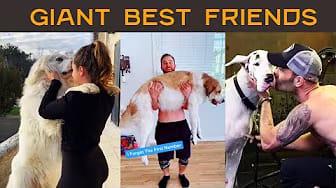 Post 4 by Woof Woof Meow on YouTube (video)