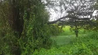 Post 2 by Roshan Yapa on YouTube (video)