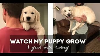 Post 8 by brunettely on YouTube (video)