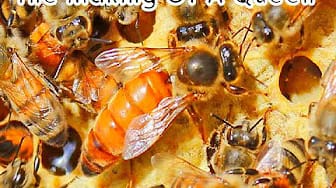 Post 3 by DIY Gardening & Better Living on YouTube (video)