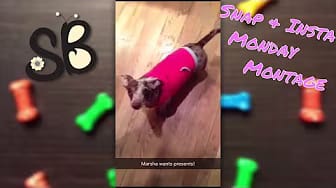 Post 4 by Social Butterfly Media on YouTube (video)
