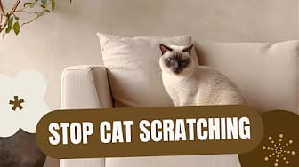 Post 6 by The Cat Guide on YouTube (video)
