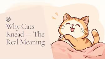 Post 5 by The Cat Guide on YouTube (video)