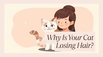 Post 2 by The Cat Guide on YouTube (video)