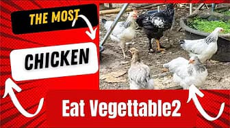 Post 1 by The Special Chicken on YouTube (video)