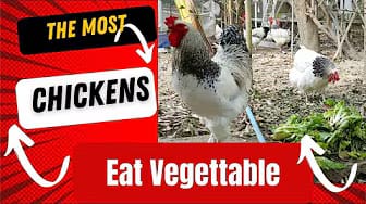 Post 2 by The Special Chicken on YouTube (video)
