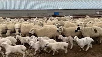 Post 1 by We All Farm and Farmer's Blog TV on YouTube (video)