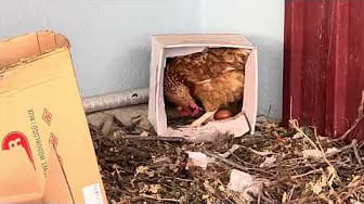 Post 10 by We All Farm and Farmer's Blog TV on YouTube (video)