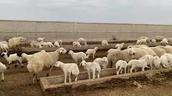 Post 8 by We All Farm and Farmer's Blog TV on YouTube (video)
