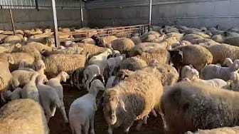 Post 9 by We All Farm and Farmer's Blog TV on YouTube (video)
