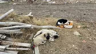 Post 6 by We All Farm and Farmer's Blog TV on YouTube (video)