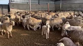 Post 4 by We All Farm and Farmer's Blog TV on YouTube (video)