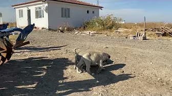 Post 3 by We All Farm and Farmer's Blog TV on YouTube (video)