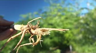 Post 8 by A Healthy Leaf on YouTube (video)