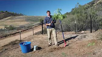 Post 7 by A Healthy Leaf on YouTube (video)