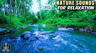 Post 5 by Still Nature Sounds on YouTube (video)