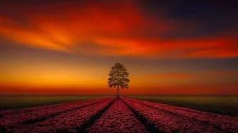 Post 7 by Soothing Sounds on YouTube (video)