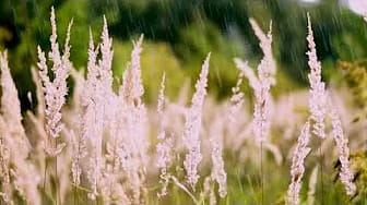 Post 1 by Relaxing Music on YouTube (video)