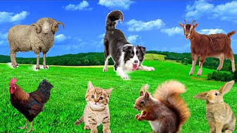 Post 7 by Ginger Cat Family on YouTube (video)
