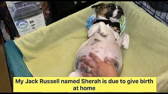 Post 7 by Super Fur Friends on YouTube (video)
