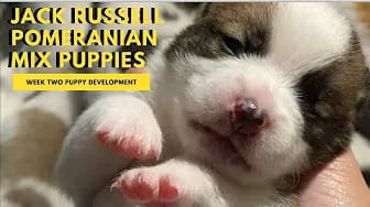 Post 1 by Super Fur Friends on YouTube (video)