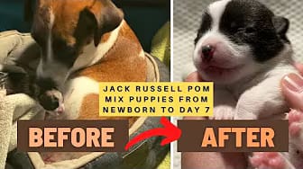 Post 8 by Super Fur Friends on YouTube (video)