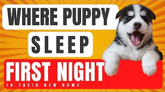Post 6 by Super Fur Friends on YouTube (video)