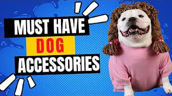 Post 5 by Super Fur Friends on YouTube (video)