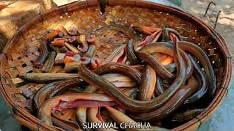 Post 3 by SURVIVAL CHACHA on YouTube (video)