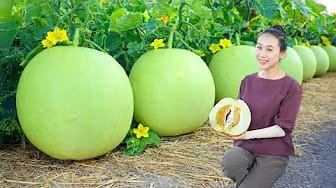 Post 8 by HUONG GIANG Green Life on YouTube (video)