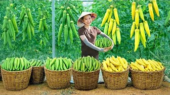 Post 4 by HUONG GIANG Green Life on YouTube (video)