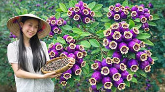 Post 2 by HUONG GIANG Green Life on YouTube (video)