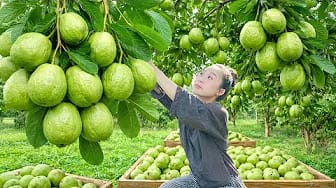 Post 3 by HUONG GIANG Green Life on YouTube (video)