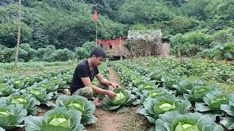 Post 6 by Deep Woods Farmer on YouTube (video)
