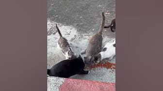 Post 7 by Katsanzdogs on YouTube (video)