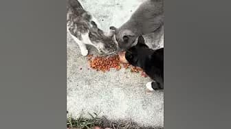 Post 9 by Katsanzdogs on YouTube (video)