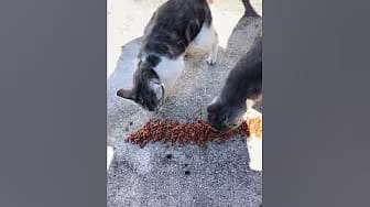 Post 8 by Katsanzdogs on YouTube (video)