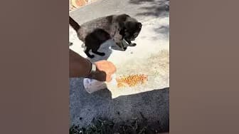 Post 3 by Katsanzdogs on YouTube (video)