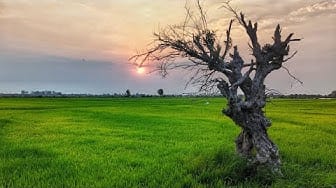 Post 5 by Khmer Lifestyles on YouTube (video)