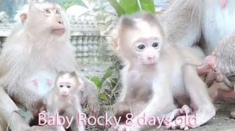 Post 1 by Pigtail Monkey Daily on YouTube (video)