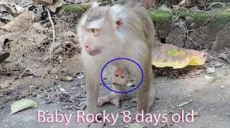 Post 2 by Pigtail Monkey Daily on YouTube (video)
