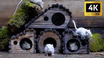 Post 3 by BouncyMouse TV on YouTube (video)
