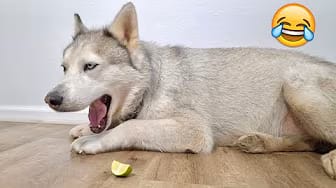 Post 10 by Max The Husky on YouTube (video)