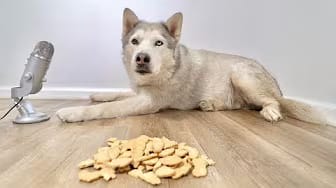 Post 1 by Max The Husky on YouTube (video)