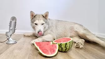 Post 7 by Max The Husky on YouTube (video)