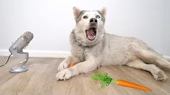 Post 9 by Max The Husky on YouTube (video)