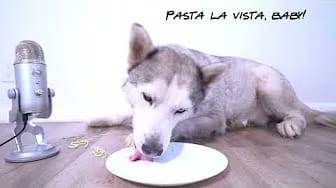 Post 6 by Max The Husky on YouTube (video)