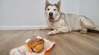 Post 4 by Max The Husky on YouTube (video)