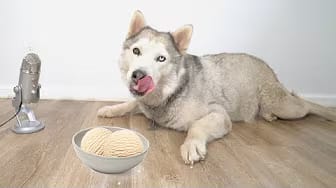 Post 8 by Max The Husky on YouTube (video)
