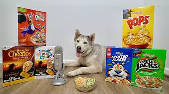 Post 2 by Max The Husky on YouTube (video)